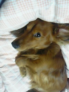 ぶりっこ（笑）